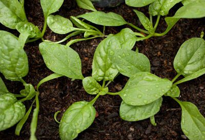 Spinach Seedling