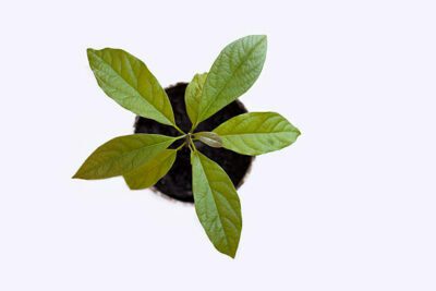 avocado seedling