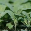 cauliflower seedling